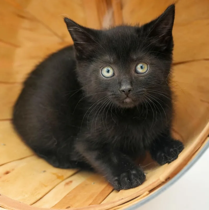 A baby small-sized female Bombay cat named Callie cannot be any for adoption in Bedford Hills, NY