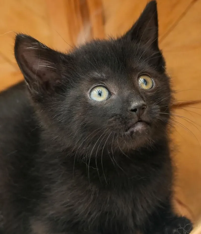 Callie cannot be any thumbnail 5