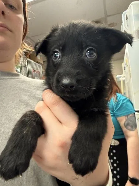 Nala