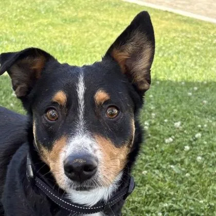 A young medium-sized male Pembroke Welsh Corgi dog named Welly for adoption in Sacramento, CA