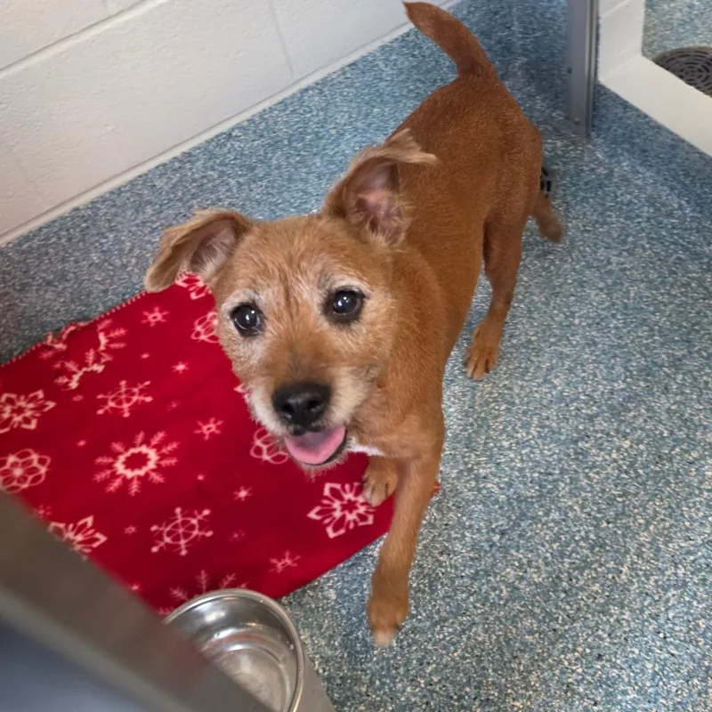 An adult medium-sized female Brown / Chocolate Mixed Breed dog named Oberi for adoption in Greensboro, NC