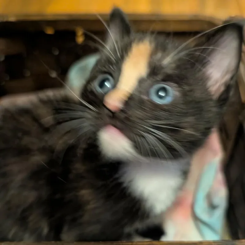 A baby small-sized female Black Domestic Short Hair cat named Daisy for adoption in Bend, OR