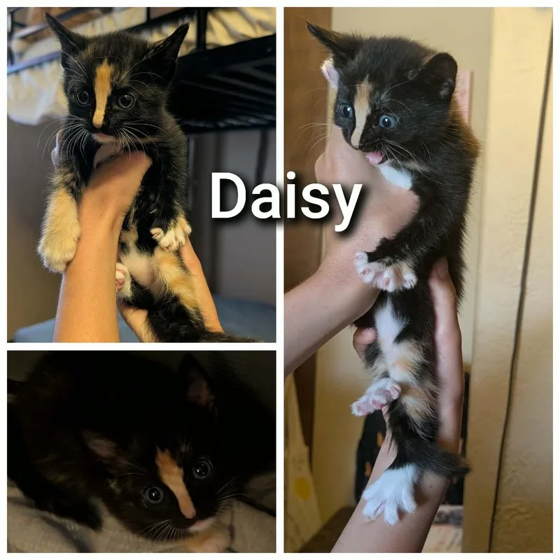 Daisy thumbnail 3