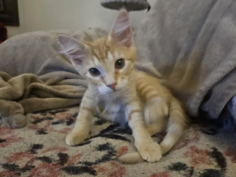A baby medium-sized male Domestic Short Hair cat named Frankie for adoption in Chicago, IL