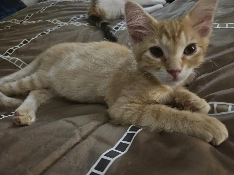 Frankie thumbnail 3