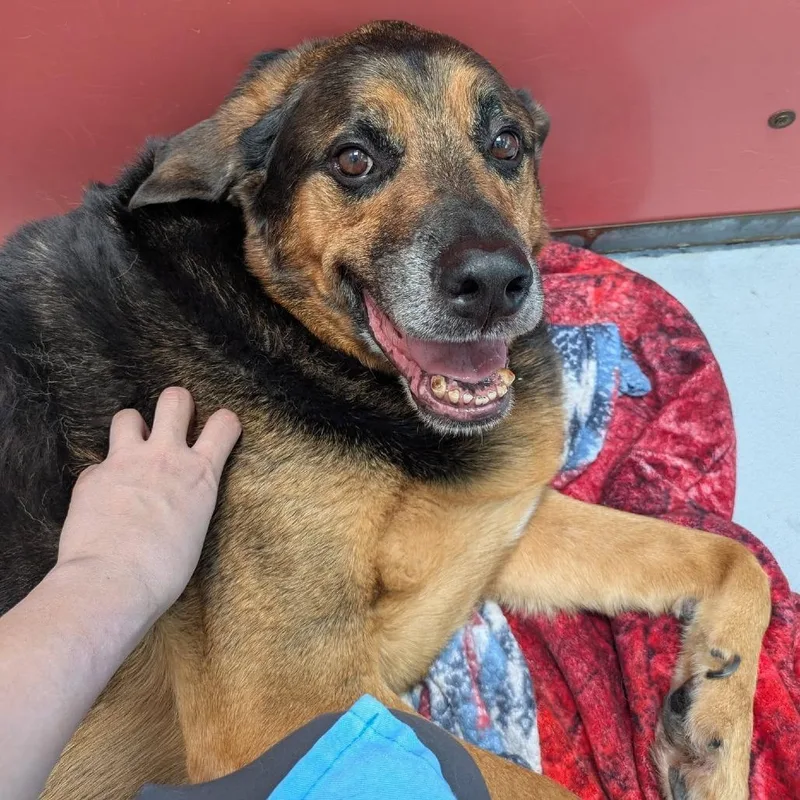 A senior extra large-sized male Black Shepherd dog named Brady for adoption in Las Vegas, NV