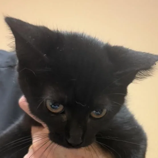 A baby small-sized female Black Domestic Short Hair cat named FWT Alice for adoption in Midland, TX