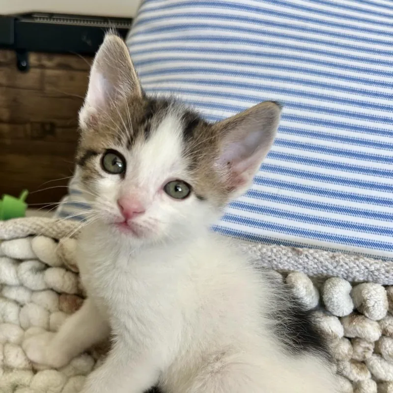 A baby small-sized male Brown / Chocolate Domestic Short Hair cat named Stu Lou for adoption in Nampa, ID
