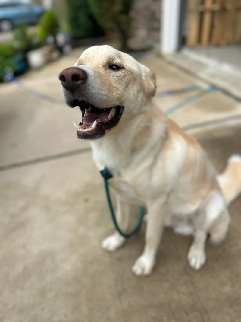 A young medium-sized male Golden Retriever dog named Bosley your friendly for adoption in Houston, TX