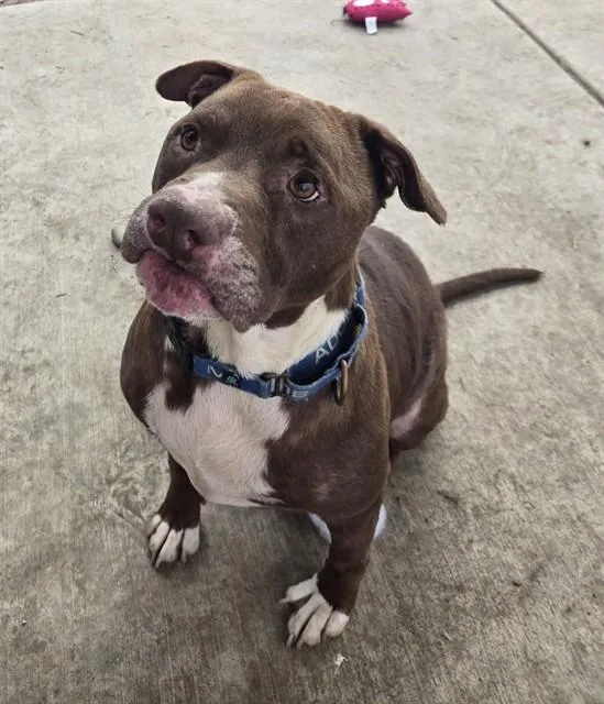 An adult medium-sized male Pit Bull Terrier dog named Woodie for adoption in Sacramento, CA