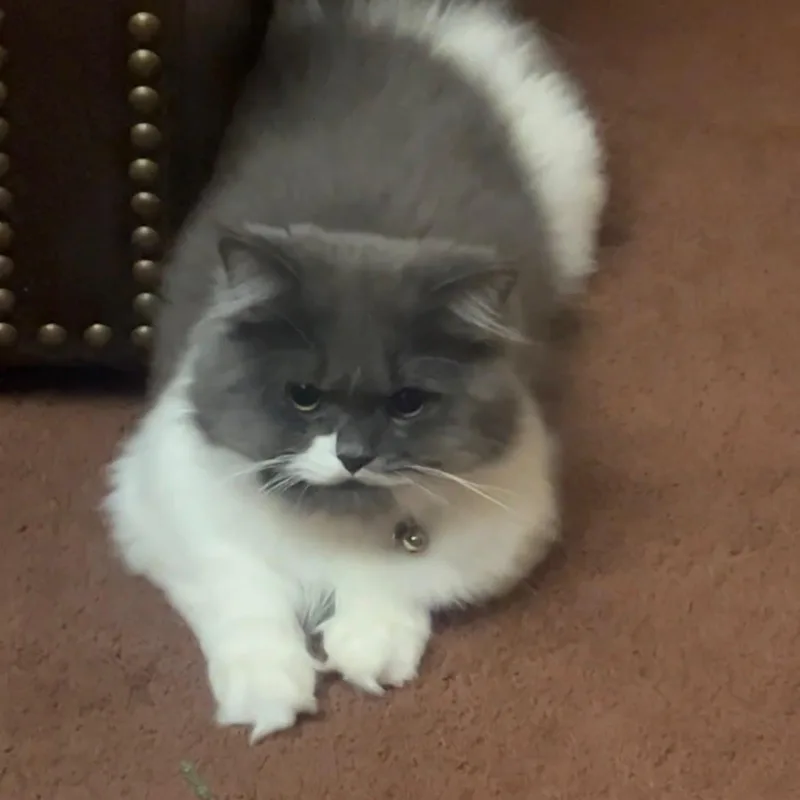 A young medium-sized male Persian cat named FluffyOwner Giving Up for adoption in Clifton, NJ