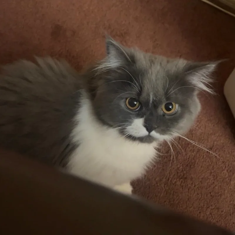 FluffyOwner Giving Up thumbnail 2