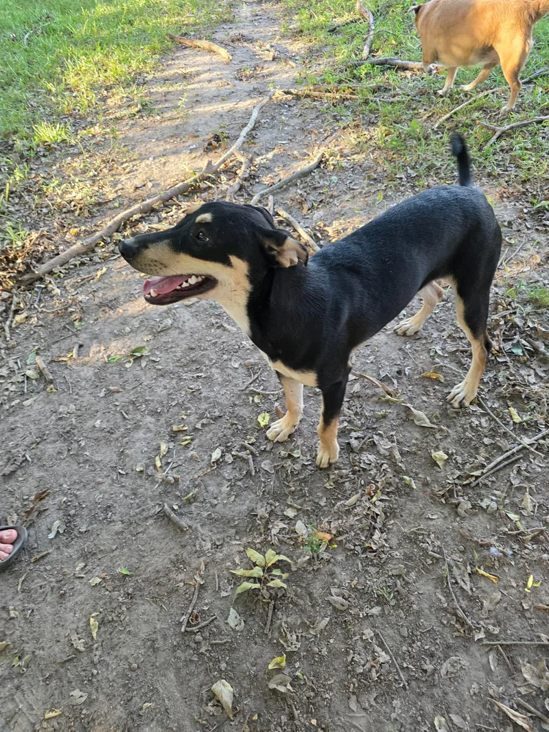 A baby medium-sized female Black Shepherd dog named Beyonce for adoption in Longview, TX
