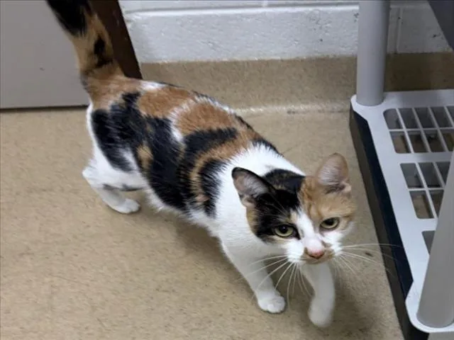 A young medium-sized female Domestic Short Hair cat named Togepi for adoption in Derwood, MD