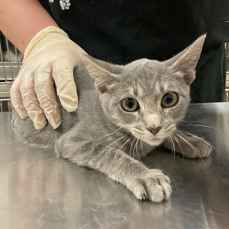 A baby small-sized female Gray / Blue / Silver Domestic Short Hair cat named Cranberry for adoption in Monroe, LA