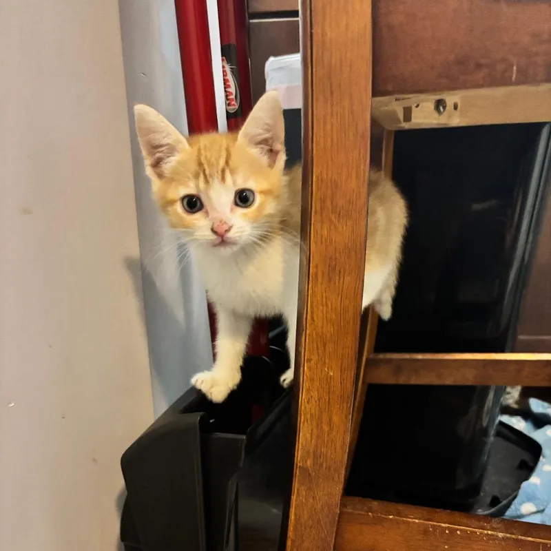 Donka thumbnail 4
