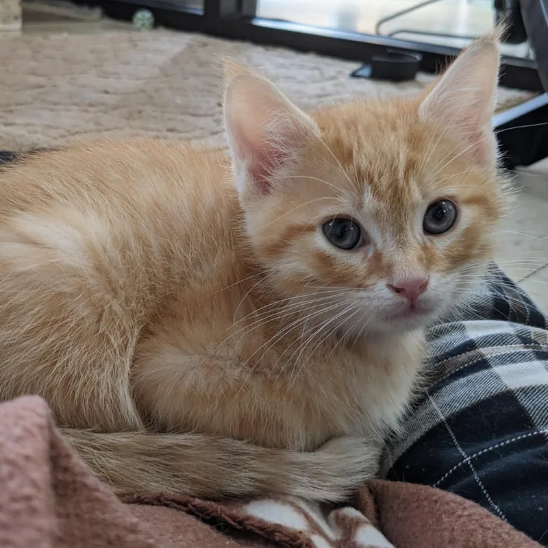 A baby small-sized male Orange / Red Domestic Short Hair cat named Pumpkin Pl for adoption in Union, MO