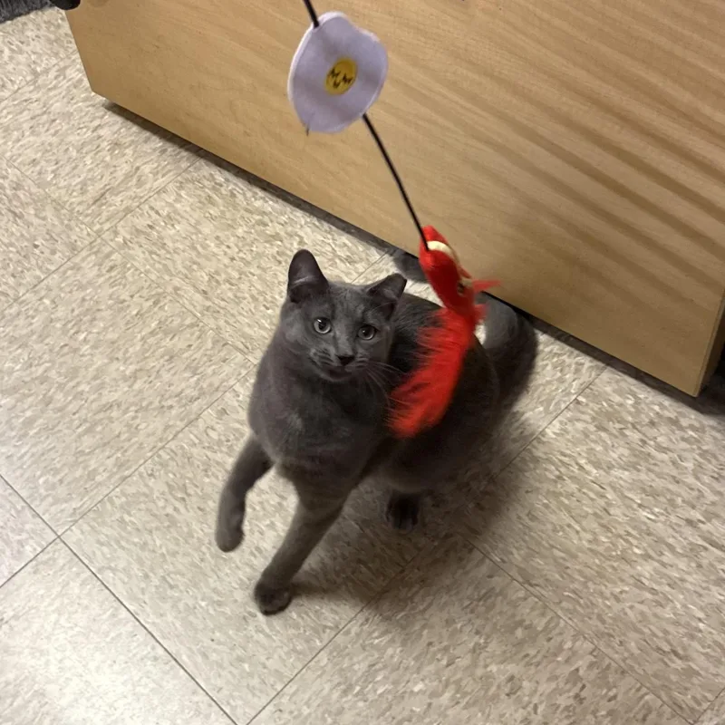 A young medium-sized male Gray / Blue / Silver Domestic Short Hair cat named Sir Earl Gray for adoption in Holly, MI