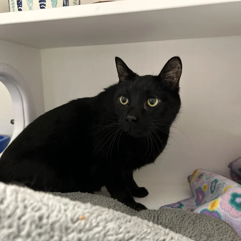 An adult medium-sized male Black Domestic Short Hair cat named Creeper for adoption in La Grange Park, IL