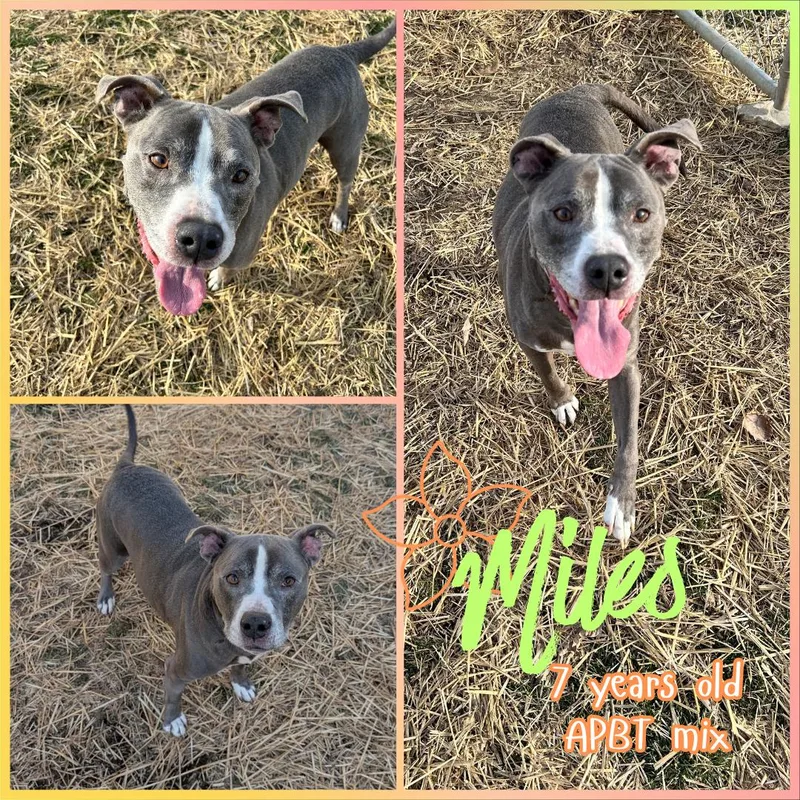 An adult large-sized male Gray / Blue / Silver Pit Bull Terrier dog named Miles for adoption in Franklin, IN