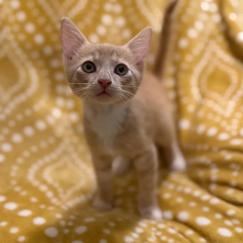 A baby small-sized male Buff / Tan / Fawn Domestic Short Hair cat named Fezzick for adoption in Port Richey, FL
