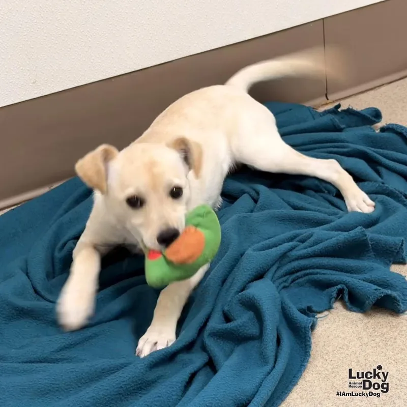 A baby medium-sized female Labrador Retriever dog named Marabella for adoption in Washington, DC