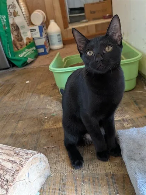 A baby small-sized female Domestic Short Hair cat named Bambi for adoption in Haw River, NC