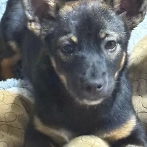 A baby small-sized female Bicolor Mixed Breed dog named Sassy for adoption in Tunica, MS