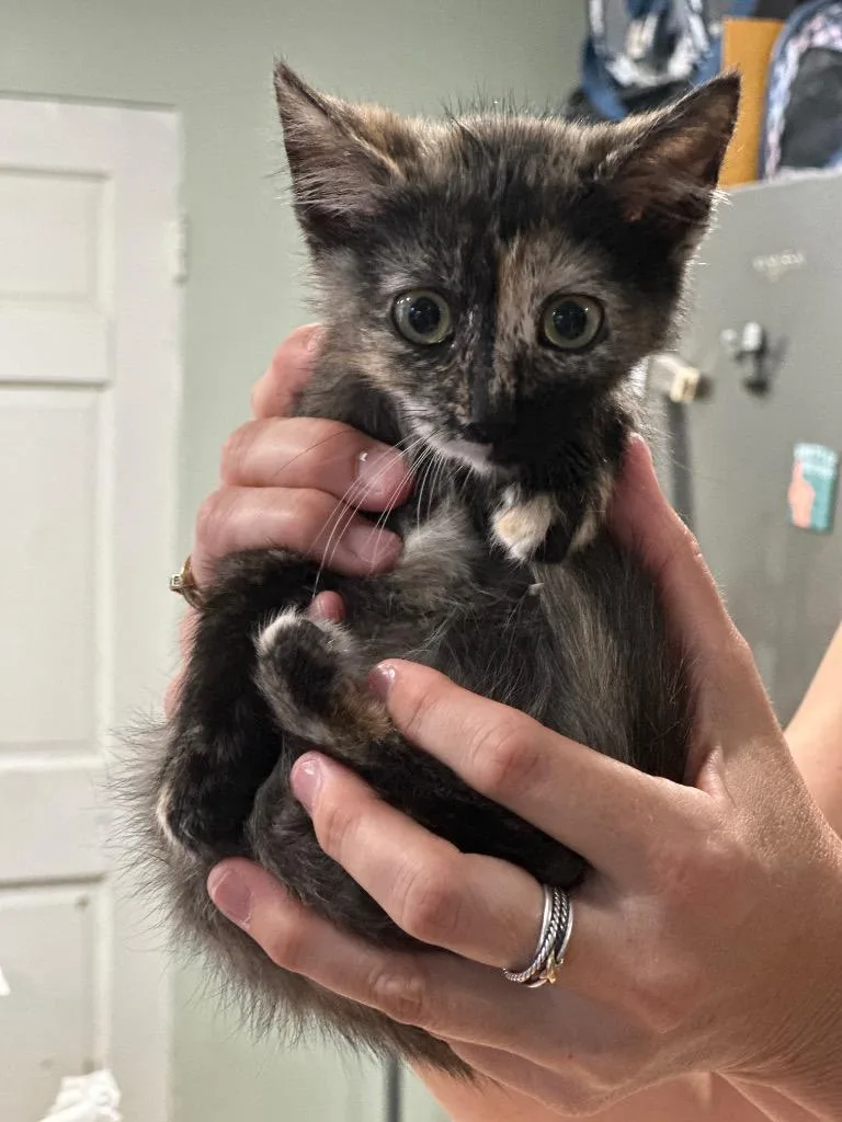 A baby large-sized female Domestic Short Hair cat named Dutchess for adoption in warrenville, SC