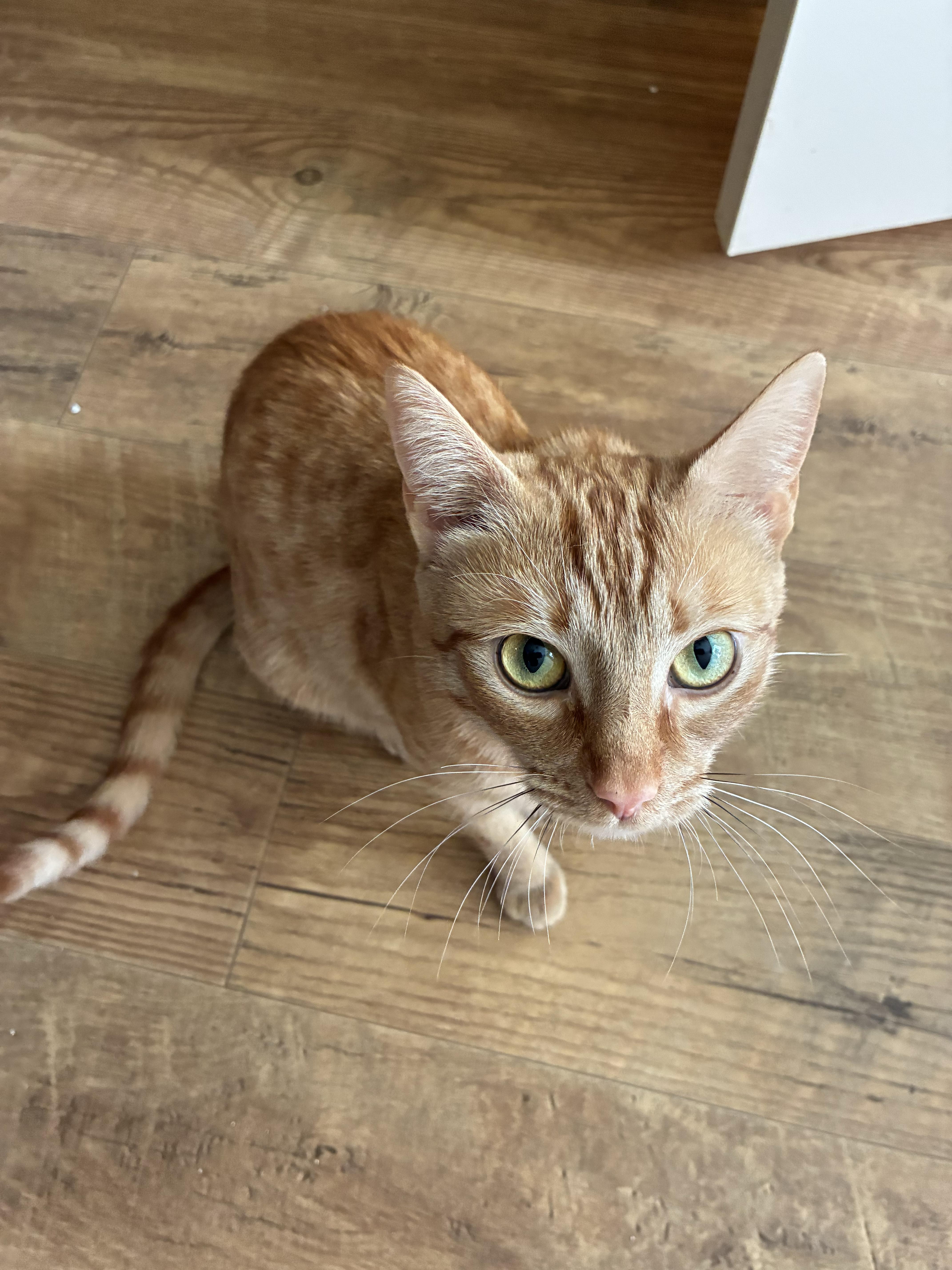 An adult medium-sized female Tabby (Orange / Red) Domestic Short Hair cat named Alani for adoption in Marietta, GA