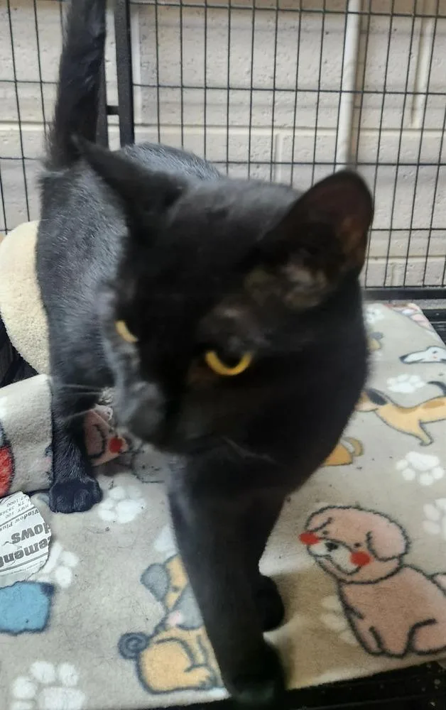 An adult medium-sized female Black Domestic Short Hair cat named Serena for adoption in Lexington, TN