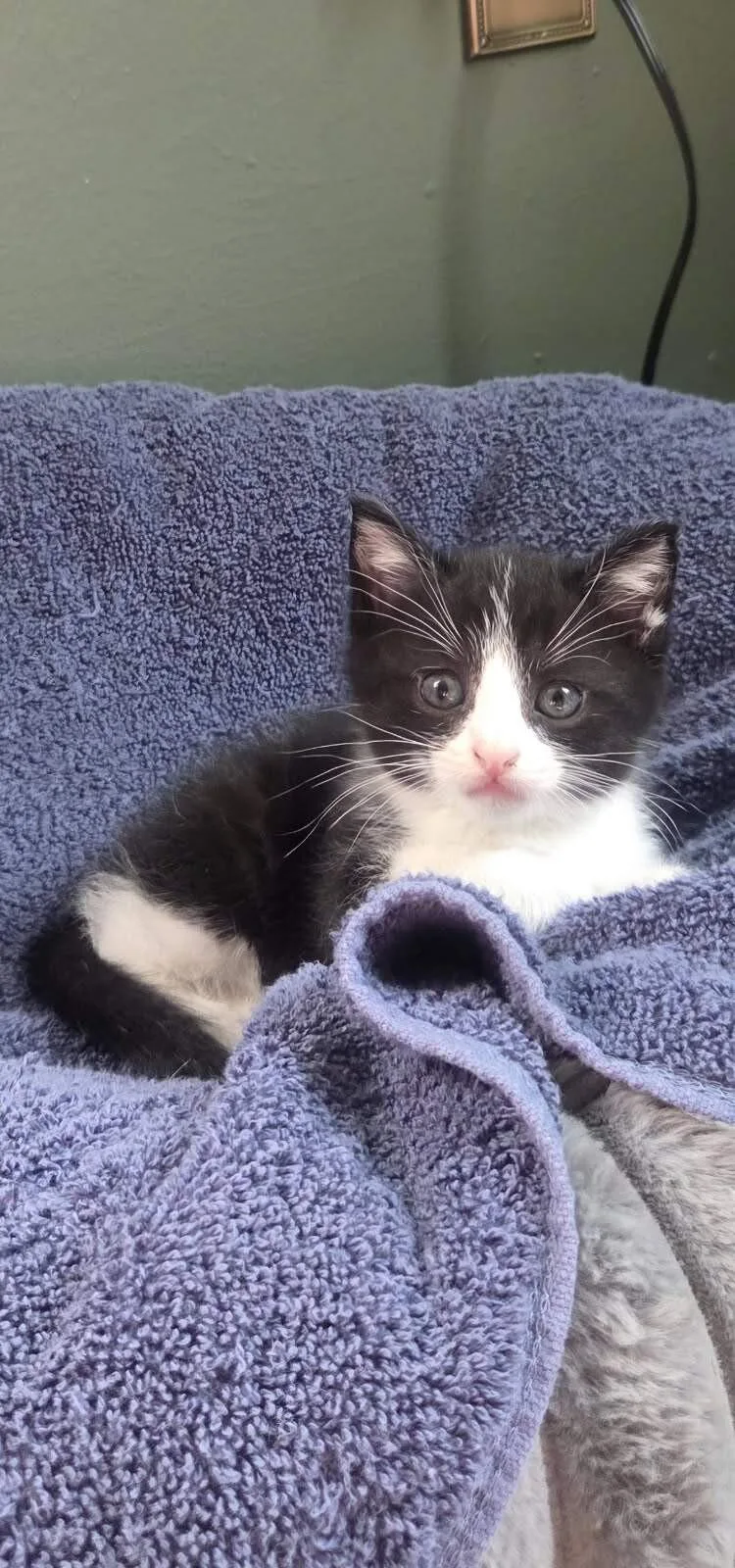 A baby small-sized male Black & White / Tuxedo Domestic Short Hair cat named Sebastian for adoption in Saint Charles, MO