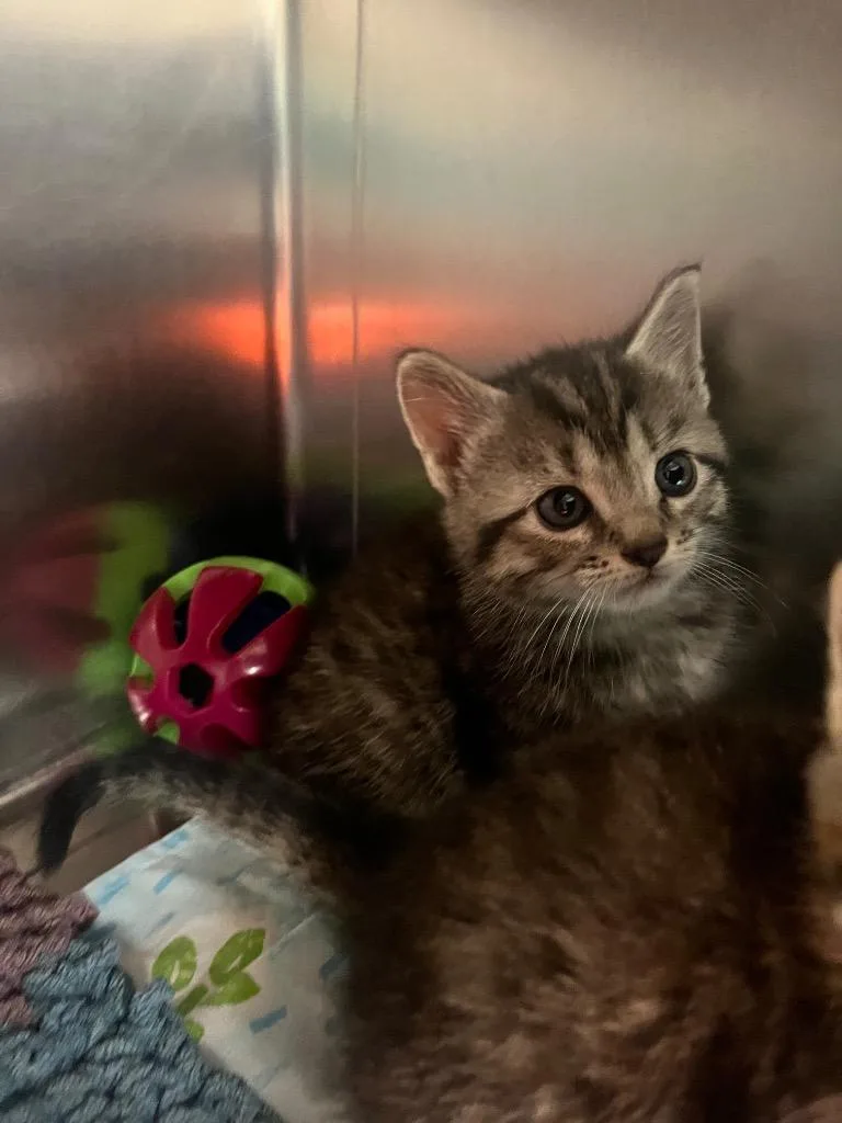 A baby medium-sized male Domestic Medium Hair cat named Mayred for adoption in Mineral, VA