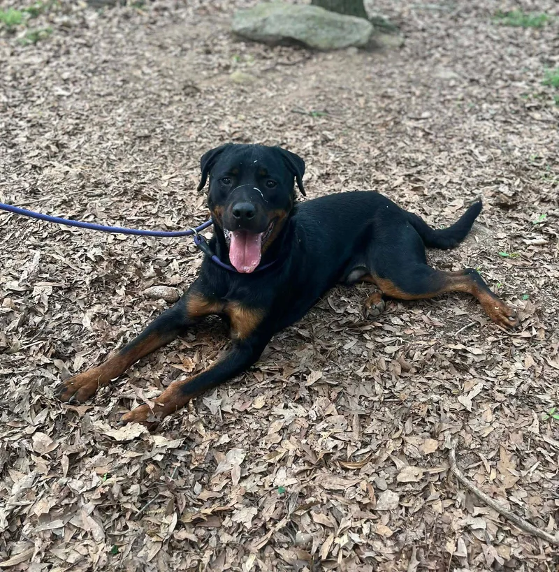 An adult large-sized male Rottweiler dog named Miso for adoption in Hillsboro, NH