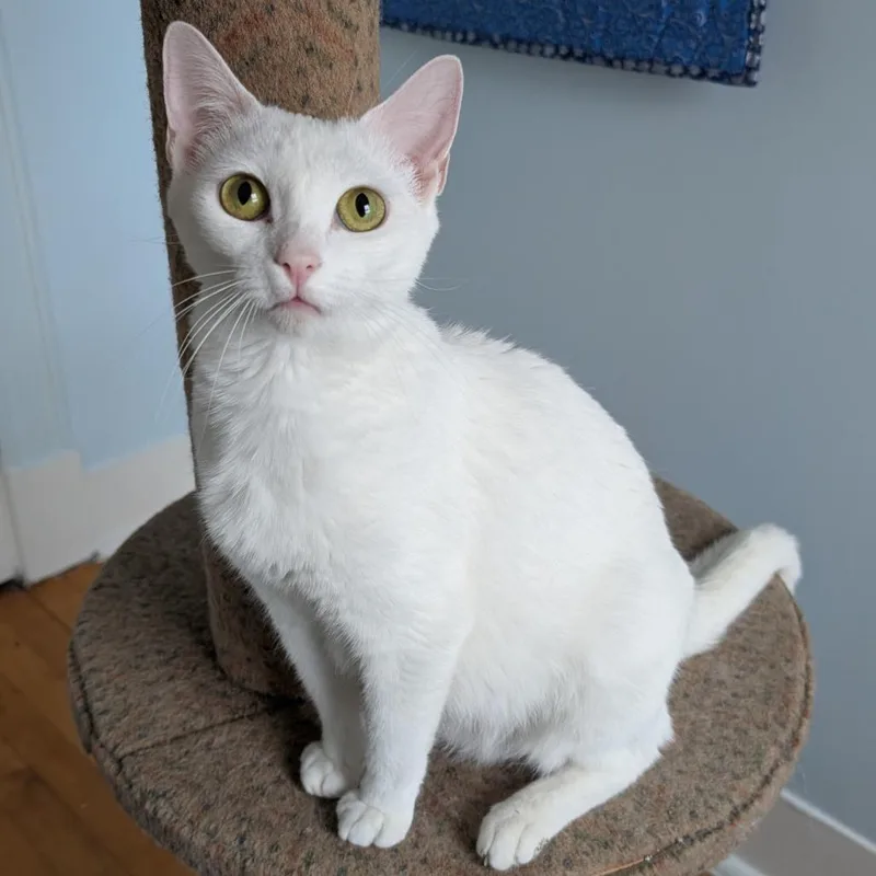 Marshmallow