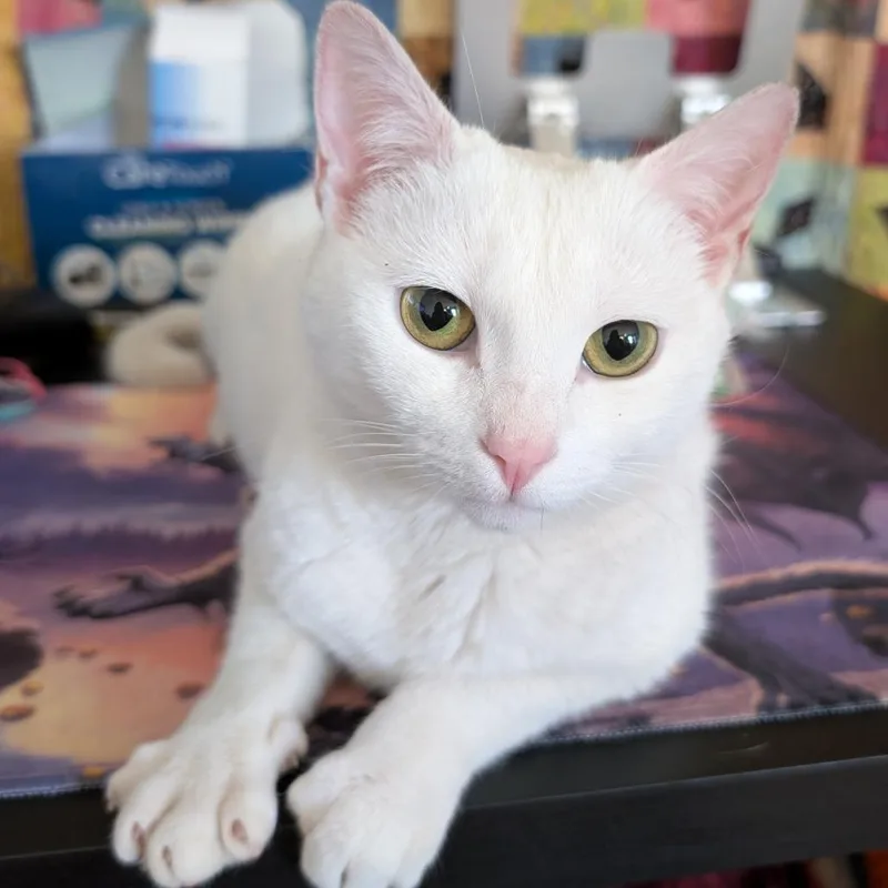 Marshmallow thumbnail 3