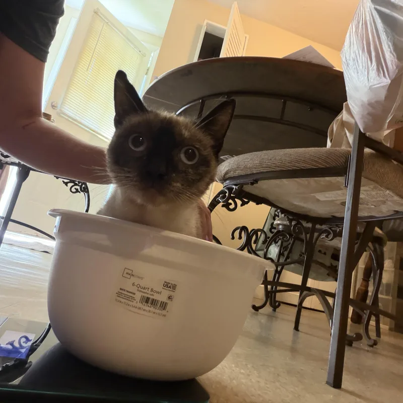 Biscotti