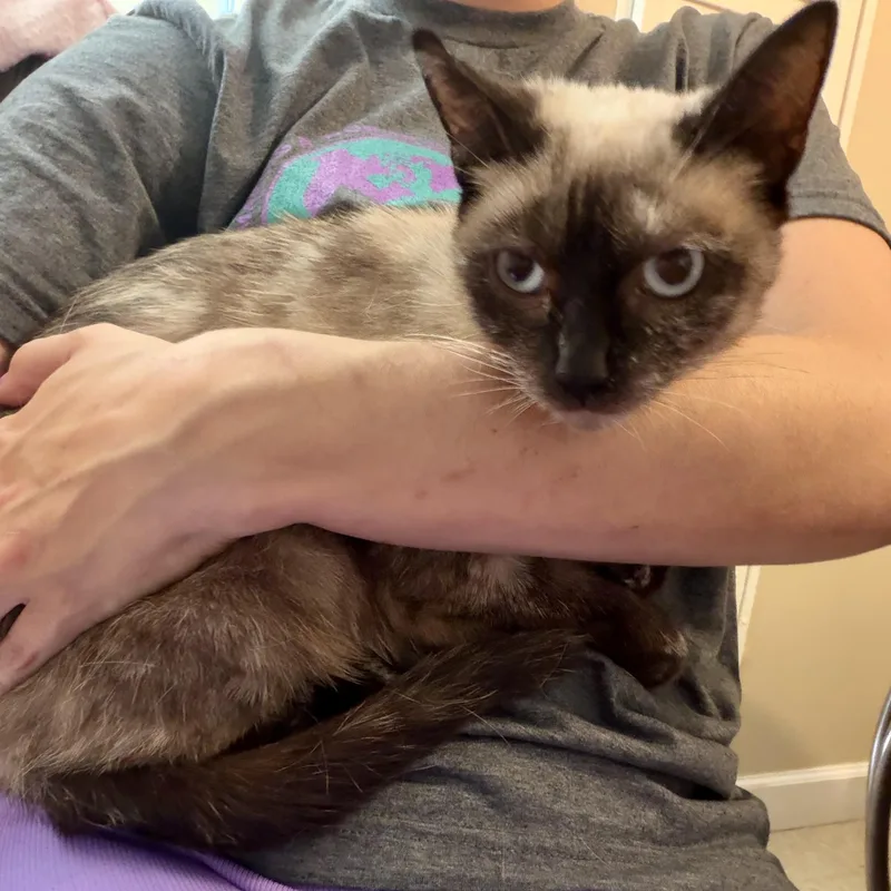 Biscotti thumbnail 3