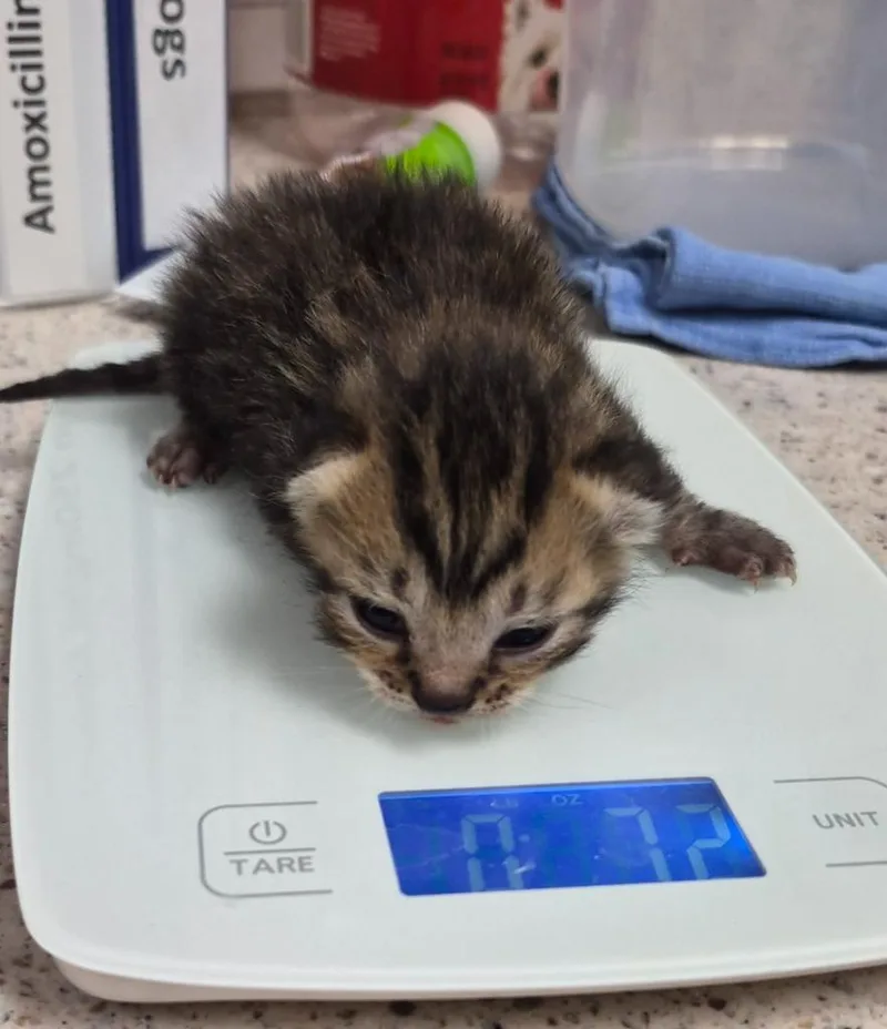 A baby medium-sized female Domestic Short Hair cat named Boots for adoption in Christiansburg, VA