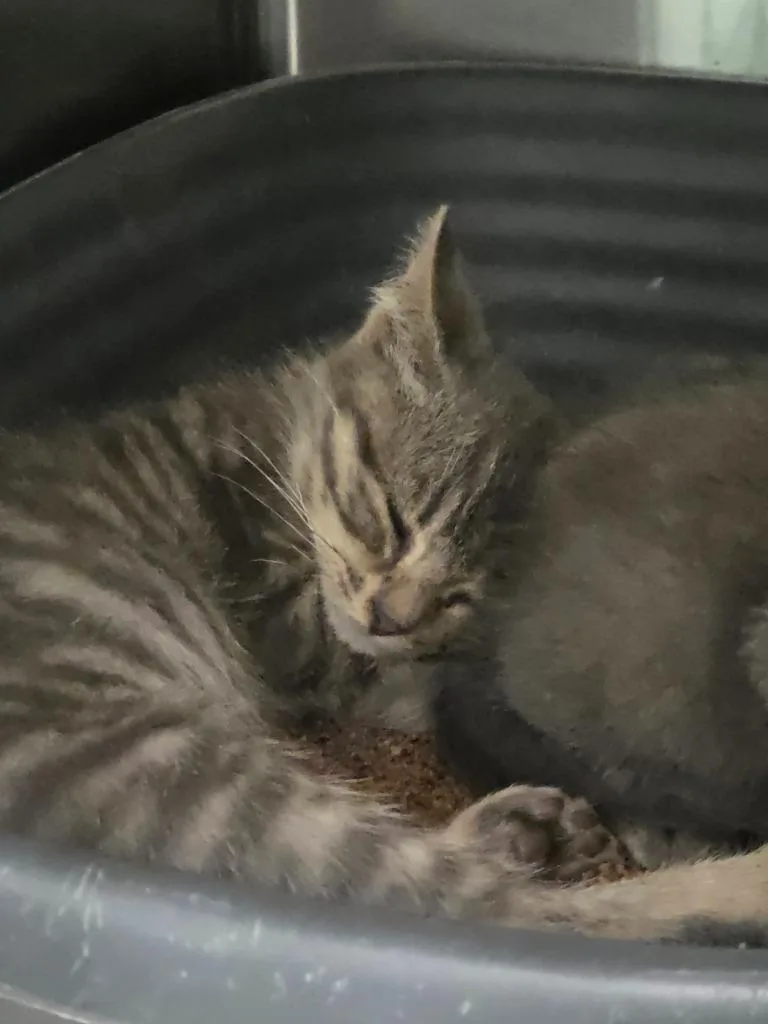 A young small-sized male Domestic Short Hair cat named Toboggan for adoption in Athens, TN