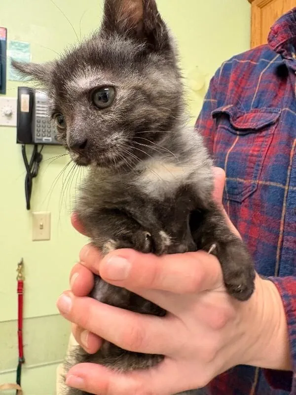 A young medium-sized female Gray / Blue / Silver Domestic Short Hair cat named Bailey for adoption in Warren, PA