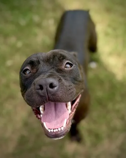 An adult large-sized female Mixed Breed dog named Mighty B for adoption in Atlanta, GA