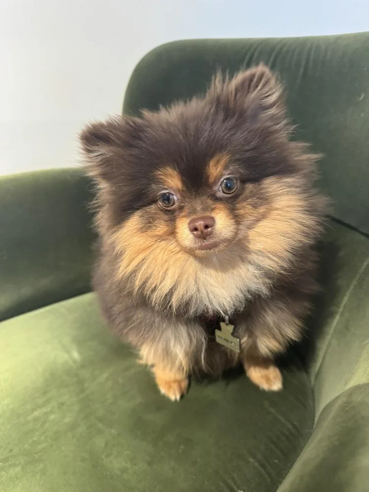 A baby small-sized male Pomeranian dog named Muffin for adoption in Long Island City, NY
