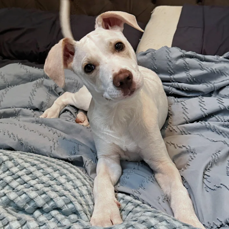 A baby large-sized male White / Cream Mixed Breed dog named Hayden for adoption in Baldwin, MD
