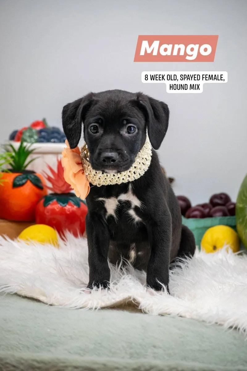 A baby small-sized female Black Hound dog named Mango for adoption in Sevierville, TN