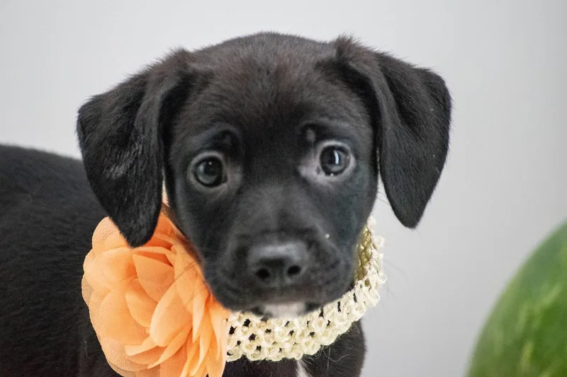 Mango thumbnail 3