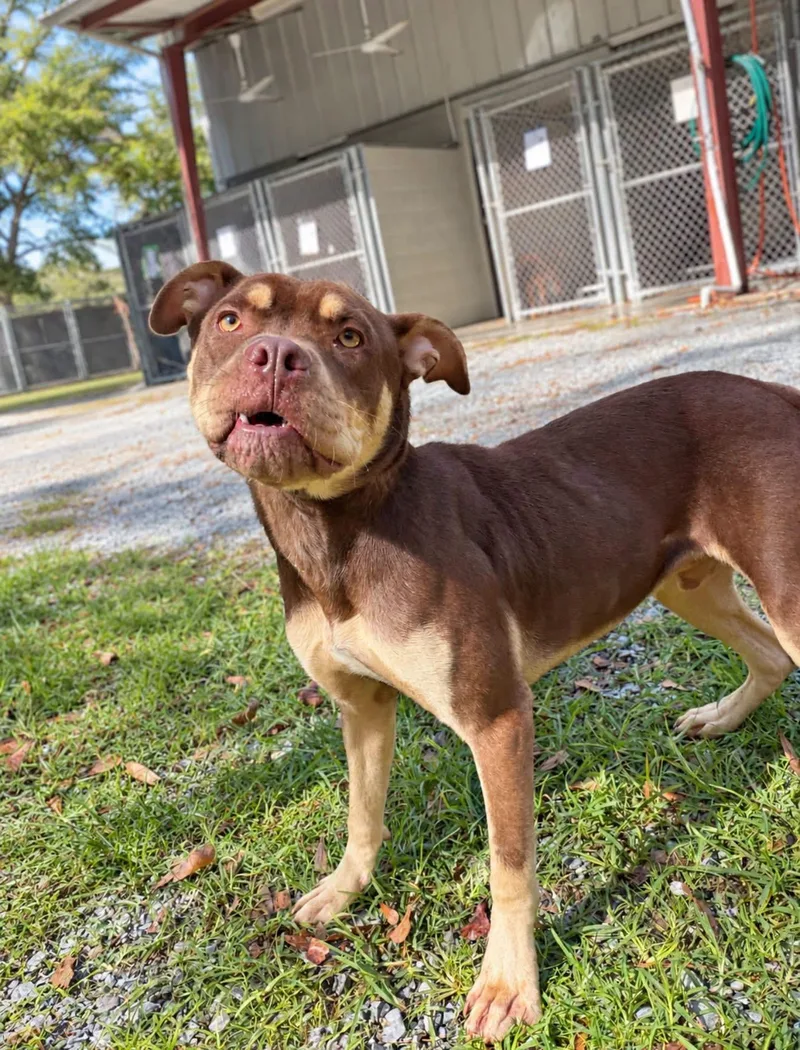 A young medium-sized male English Bulldog dog named Bobby for adoption in Elizabethtown, NC