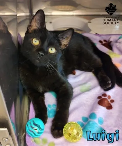 A baby small-sized male Domestic Short Hair cat named Luigi for adoption in Heath, OH