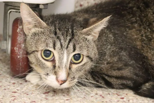A young small-sized male Domestic Short Hair cat named Wyoming for adoption in Tucson, AZ