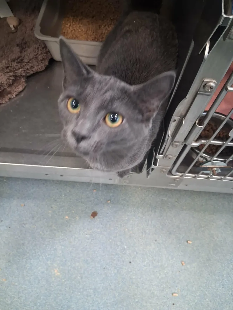 A young medium-sized female Gray / Blue / Silver Domestic Short Hair cat named Quinneth Pawtrow for adoption in Berryville, VA